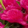 Paeonia 'Purple Spider' 1 Paeonia 'Purple Spider' -Beauty Flowers Shop peony purple spider 1