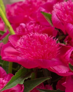 Featured Products 23 Paeonia 'Purple Spider'