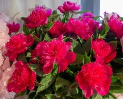 Featured Products -Beauty Flowers Shop peony purple spider 2