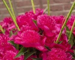 Paeonia 'Purple Spider' 7 Paeonia 'Purple Spider' -Beauty Flowers Shop peony purple spider 3