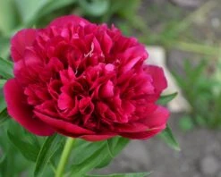 Paeonia 'Red Sarah Bernhardt' 16 Paeonia 'Red Sarah Bernhardt' -Beauty Flowers Shop peony red sarah bernhardt 4