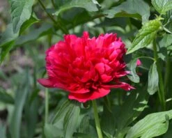 Paeonia 'Red Sarah Bernhardt' 14 Paeonia 'Red Sarah Bernhardt' -Beauty Flowers Shop peony red sarah bernhardt 5