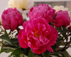 Paeonia 'Red Sarah Bernhardt' 12 Paeonia 'Red Sarah Bernhardt' -Beauty Flowers Shop peony red sarah bernhardt 6