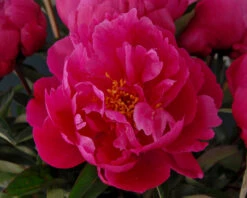 Paeonia 'Red Sarah Bernhardt' 17 Paeonia 'Red Sarah Bernhardt' -Beauty Flowers Shop peony red sarah bernhardt 7