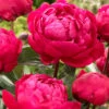 Paeonia 'Red Sarah Bernhardt' 2 Paeonia 'Red Sarah Bernhardt' -Beauty Flowers Shop peony red sarah bernhardt 8