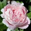 Paeonia 'Sarah Bernhardt' 1 Paeonia 'Sarah Bernhardt' -Beauty Flowers Shop peony sarah bernhardt 0