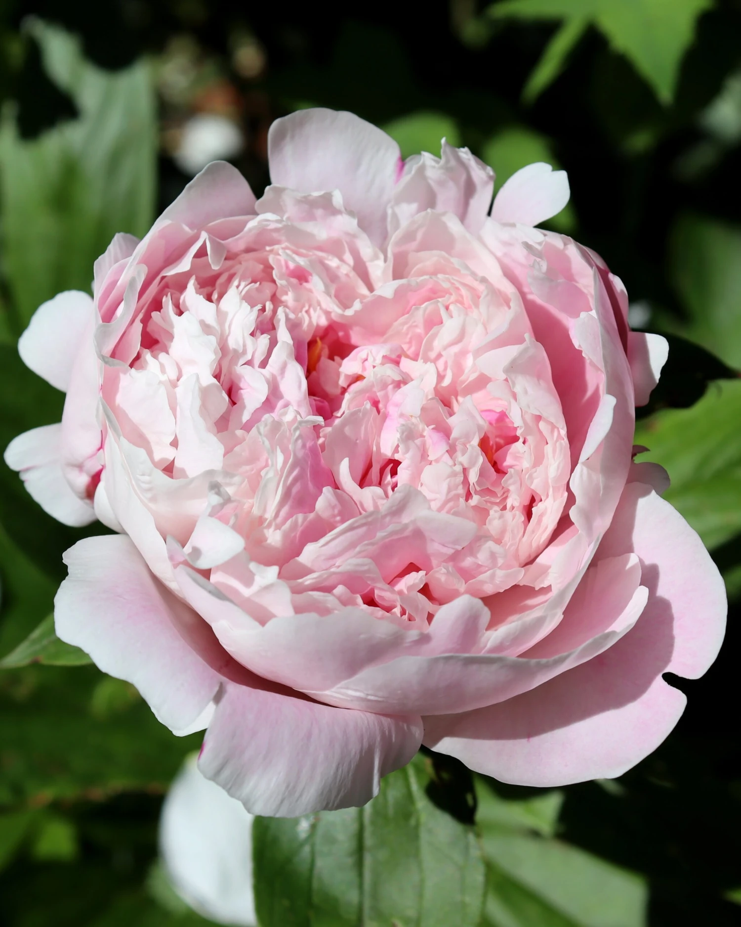 Paeonia 'Sarah Bernhardt' 3 Paeonia 'Sarah Bernhardt'