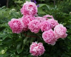 Paeonia 'Sarah Bernhardt' 15 Paeonia 'Sarah Bernhardt' -Beauty Flowers Shop peony sarah bernhardt 1