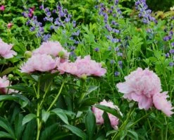 Paeonia 'Sarah Bernhardt' 17 Paeonia 'Sarah Bernhardt' -Beauty Flowers Shop peony sarah bernhardt 2