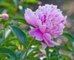 Paeonia 'Sarah Bernhardt' 19 Paeonia 'Sarah Bernhardt' -Beauty Flowers Shop peony sarah bernhardt 3