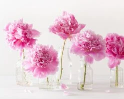 Paeonia 'Sarah Bernhardt' 20 Paeonia 'Sarah Bernhardt' -Beauty Flowers Shop peony sarah bernhardt 4