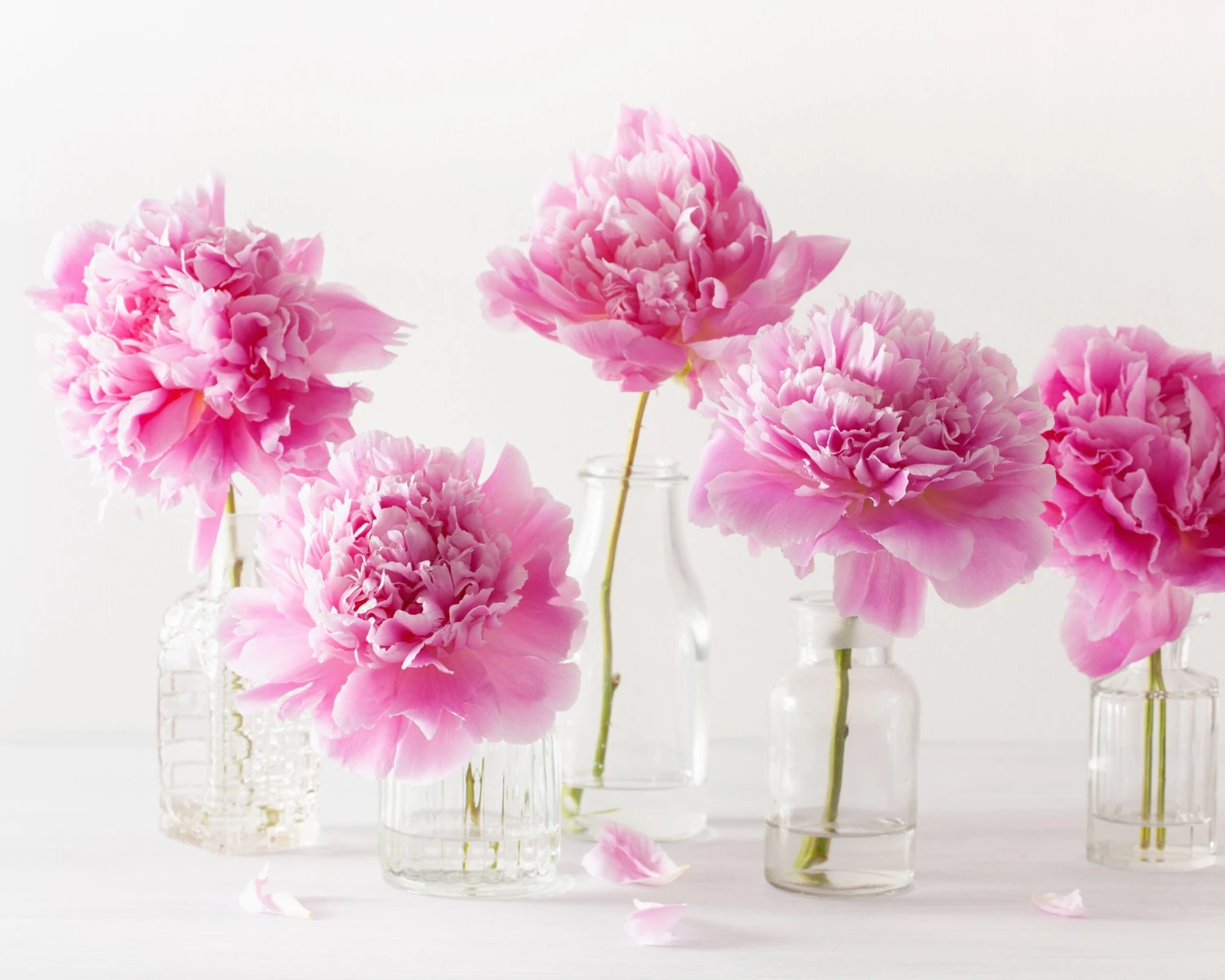 Paeonia 'Sarah Bernhardt' 11 Paeonia 'Sarah Bernhardt' - Image 9