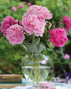 Paeonia 'Sarah Bernhardt' 16 Paeonia 'Sarah Bernhardt' -Beauty Flowers Shop peony sarah bernhardt 5