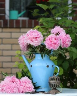 Paeonia 'Sarah Bernhardt' 14 Paeonia 'Sarah Bernhardt' -Beauty Flowers Shop peony sarah bernhardt 7