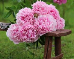 Paeonia 'Sarah Bernhardt' 21 Paeonia 'Sarah Bernhardt' -Beauty Flowers Shop peony sarah bernhardt 8
