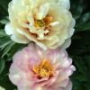 Paeonia 'Scrumdiddlyumptious' 1 Paeonia 'Scrumdiddlyumptious' -Beauty Flowers Shop peony scrumdiddlyumptious 1