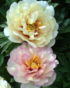 Featured Products 15 Paeonia 'Scrumdiddlyumptious'