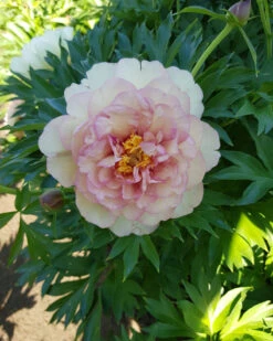 Paeonia 'Scrumdiddlyumptious' -Beauty Flowers Shop peony scrumdiddlyumptious 4