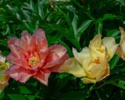 Paeonia 'Scrumdiddlyumptious' -Beauty Flowers Shop peony scrumdiddlyumptious 5