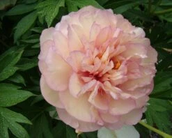 Paeonia 'Scrumdiddlyumptious' -Beauty Flowers Shop peony scrumdiddlyumptious 7