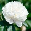 Paeonia 'Shirley Temple' 1 Paeonia 'Shirley Temple' -Beauty Flowers Shop peony shirley temple 0