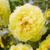 Paeonia 'Sonoma Halo' 1 Paeonia 'Sonoma Halo' -Beauty Flowers Shop peony sonoma halo 0