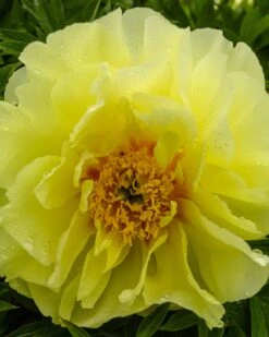 Paeonia 'Sonoma Halo' 10 Paeonia 'Sonoma Halo' -Beauty Flowers Shop peony sonoma halo 3