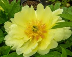 Paeonia 'Sonoma Halo' 11 Paeonia 'Sonoma Halo' -Beauty Flowers Shop peony sonoma halo 4