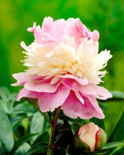 Paeonia 'Sorbet' 9 Paeonia 'Sorbet' -Beauty Flowers Shop peony sorbet 00