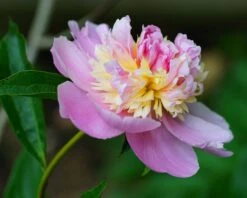 Paeonia 'Sorbet' 8 Paeonia 'Sorbet' -Beauty Flowers Shop peony sorbet 1