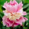 Paeonia 'Sorbet' 2 Paeonia 'Sorbet' -Beauty Flowers Shop peony sorbet 4