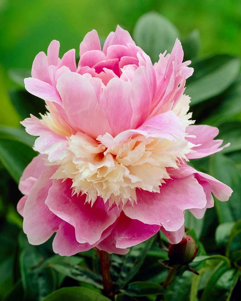 Paeonia 'Sorbet' 3 Paeonia 'Sorbet'