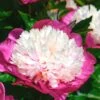 Paeonia 'White Cap' 2 Paeonia 'White Cap' -Beauty Flowers Shop peony white cap 0