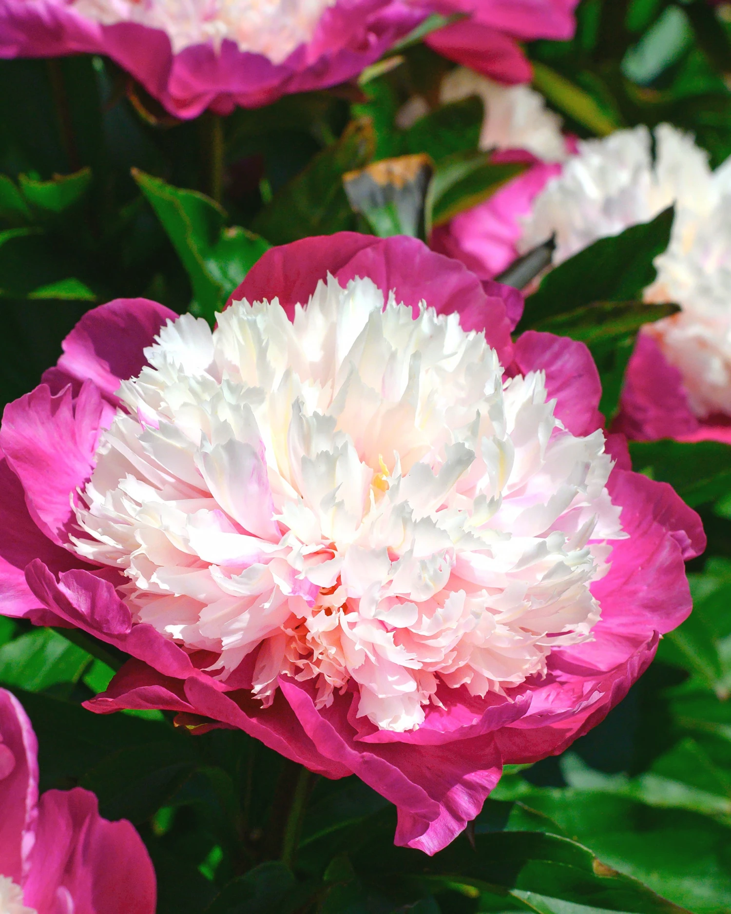 Paeonia 'White Cap' 3 Paeonia 'White Cap'