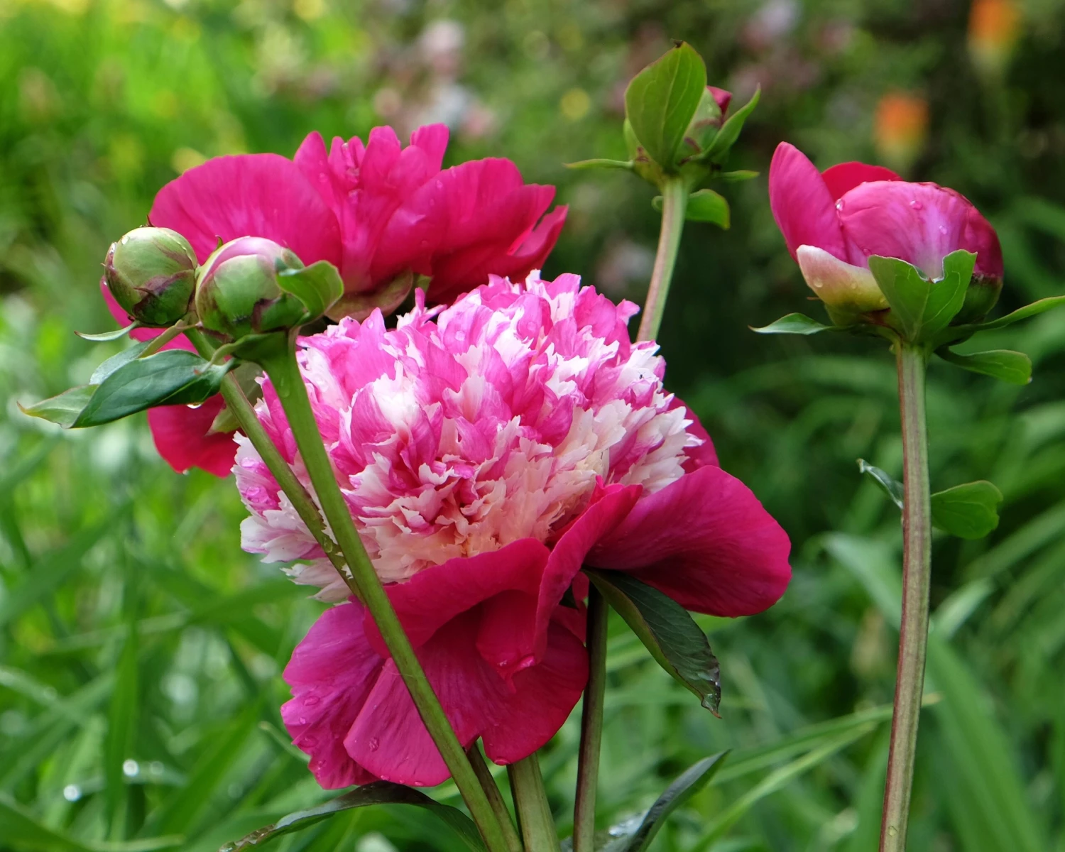 Paeonia 'White Cap' 9 Paeonia 'White Cap' - Image 7