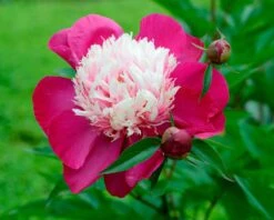Paeonia 'White Cap' 29 Paeonia 'White Cap' -Beauty Flowers Shop peony white cap 13