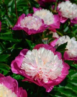 Paeonia 'White Cap' 25 Paeonia 'White Cap' -Beauty Flowers Shop peony white cap 4