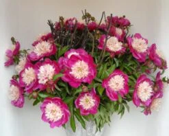 Paeonia 'White Cap' 23 Paeonia 'White Cap' -Beauty Flowers Shop peony white cap 5