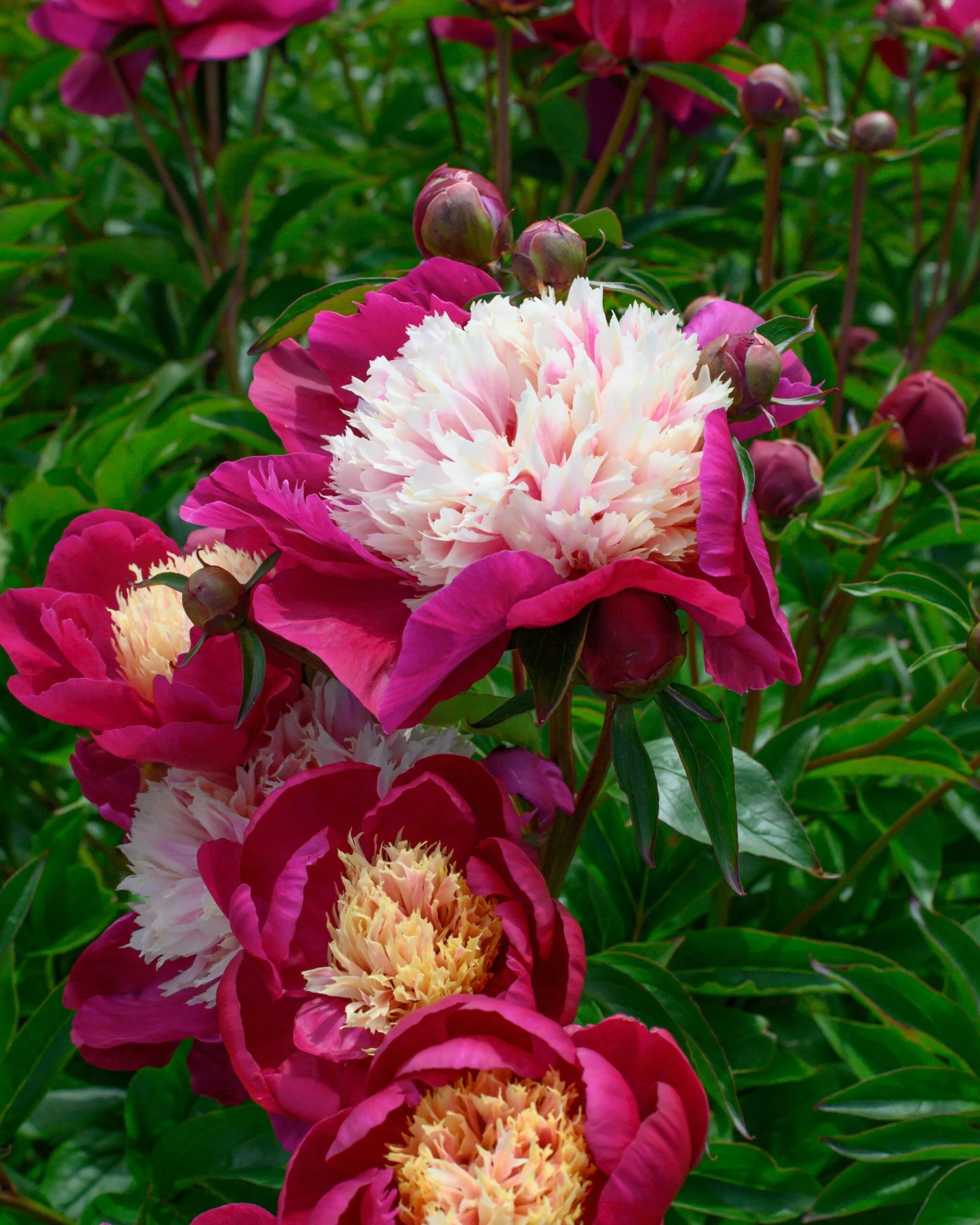 Paeonia 'White Cap' 13 Paeonia 'White Cap' - Image 11