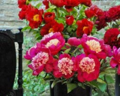 Paeonia 'White Cap' 27 Paeonia 'White Cap' -Beauty Flowers Shop peony white cap 8