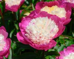 Paeonia 'White Cap' 28 Paeonia 'White Cap' -Beauty Flowers Shop peony white cap 9