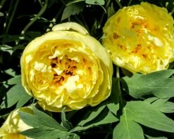 Paeonia 'Yellow Crown XXL' 10 Paeonia 'Yellow Crown XXL' -Beauty Flowers Shop peony yellow crown 2 a8625e09 999b 4b90 a9d0 0d37c1058118