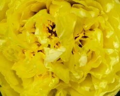 Paeonia 'Yellow Crown XXL' 13 Paeonia 'Yellow Crown XXL' -Beauty Flowers Shop peony yellow crown 3 8ca0b675 3d60 4426 9593 84ff4dea8743