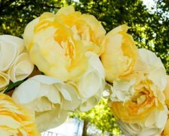 Paeonia 'Yellow Crown XXL' 11 Paeonia 'Yellow Crown XXL' -Beauty Flowers Shop peony yellow crown 4 b26ba1ed 21c4 426a a4e2 21d37a2975e8