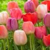 Tulip Collection 'Pride Mix' 2 Tulip Collection 'Pride Mix' -Beauty Flowers Shop pride mix 0