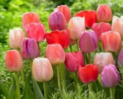 Tulip Collection 'Pride Mix' 13 Tulip Collection 'Pride Mix' -Beauty Flowers Shop pride mix 3