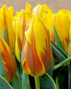 Tulip 'Ravana' 11 Tulip 'Ravana' -Beauty Flowers Shop ravana tulip