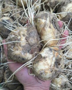 Fritillaria Imperialis 'Rubra' 19 Fritillaria Imperialis 'Rubra' -Beauty Flowers Shop rubra bulbs