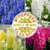 Hyacinth Collection 'Sgt Pepper's' 1 Hyacinth Collection 'Sgt Pepper's' -Beauty Flowers Shop sgt pepper collection 1