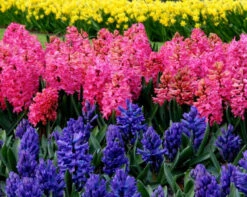 Hyacinth Collection 'Sgt Pepper's' -Beauty Flowers Shop sgt pepper collection 5